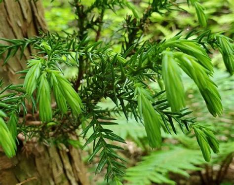 杉 種類|スギ（杉）とは｜育て方がわかる植物図鑑｜みんなの 